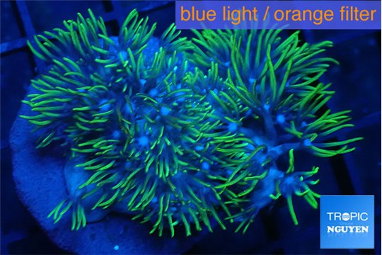 Briaerium green 7-12 cm WYSIWYG acclimaté