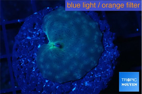 Discosoma deep blue avatar 1 polyp WYSIWYG acclimaté