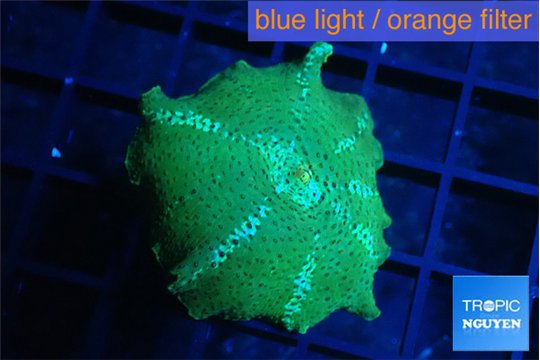 Discosoma striata green blue flame 1 polyp WYSIWYG acclimaté