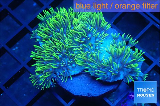 Briaerium green 4-6 cm WYSIWYG acclimaté