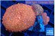 Discosoma red fire & red blue spot 4 polyps WYSIWYG acclimaté