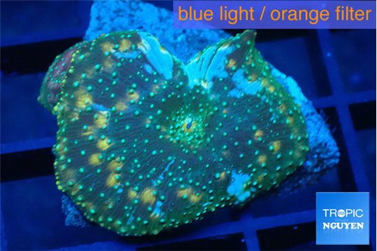 Discosoma golden fusion 1 polyp WYSIWYG acclimaté