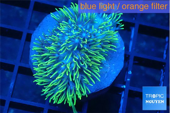 Briaerium green 3-5 cm WYSIWYG acclimaté