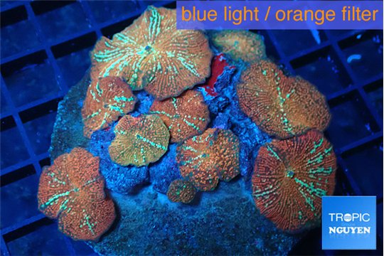 Discosoma red & blue flame 8-14 cm WYSIWYG acclimaté