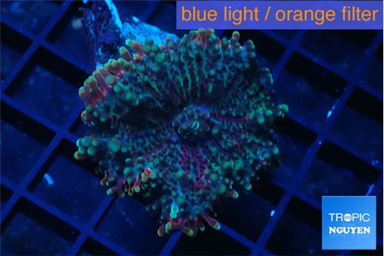 Ricourdea yuma purple 1 polyp WYSIWYG acclimaté