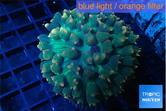 Rhodactis oscilufera green & orange tip 4-6 cm WYSIWYG acclimaté