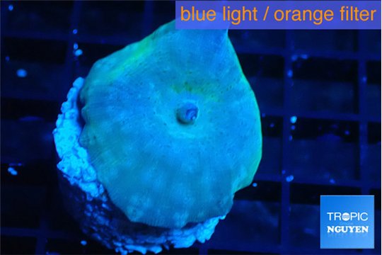 Discosoma deep blue avatar 1 polyp WYSIWYG acclimaté