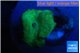 Discosoma full neon green 1 polyp WYSIWYG acclimaté