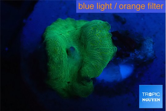 Discosoma full neon green 1 polyp WYSIWYG acclimaté