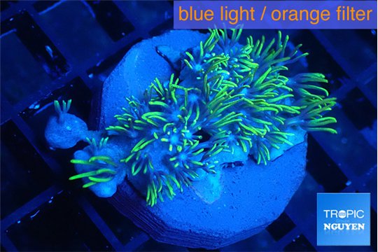 Briaerium green 3-5 cm WYSIWYG acclimaté