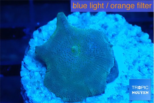 Discosoma full neon green 1 polyp WYSIWYG acclimaté