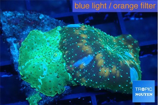 Discosoma green & golden fusion 2 polyps WYSIWYG acclimaté