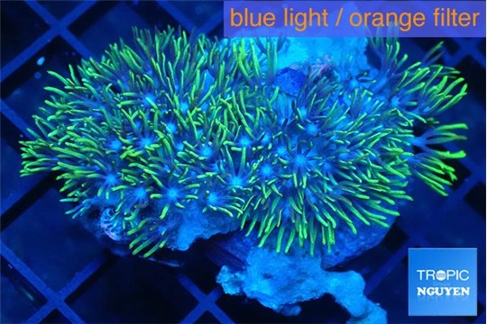 Briaerium green 4-6 cm WYSIWYG acclimaté