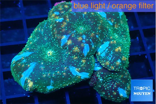 Discosoma golden fusion 4-5 polyps WYSIWYG acclimaté