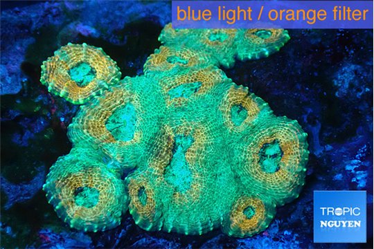 Acanthastrea echinata sunset damaged 4-6 cm WYSIWYG acclimaté