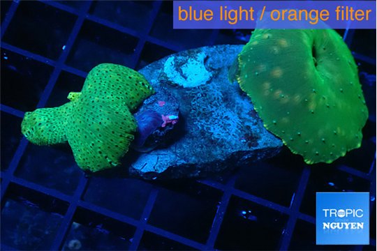 Discosoma full neon green 2 polyps WYSIWYG acclimaté
