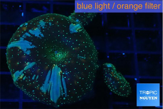 Discosoma golden fusion 3 polyps WYSIWYG acclimaté
