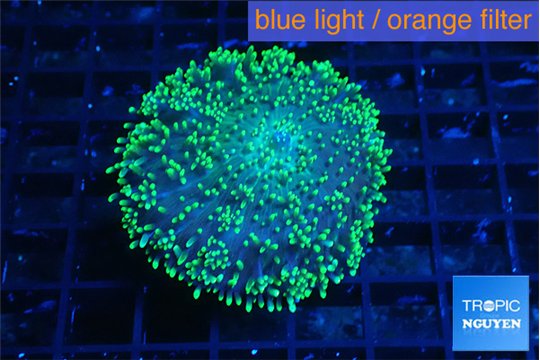 Ricordea neon green long hair 5-8 cm WYSIWYG acclimaté