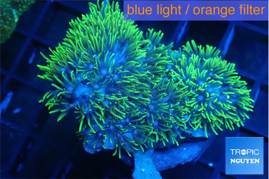 Briaerium green 4-5 cm WYSIWYG acclimaté