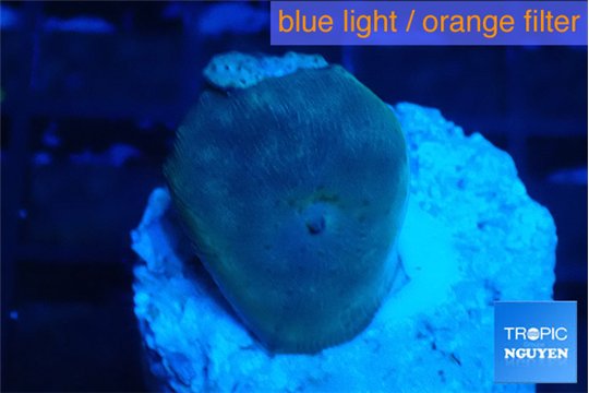 Discosoma deep blue avatar 1 polyp WYSIWYG acclimaté