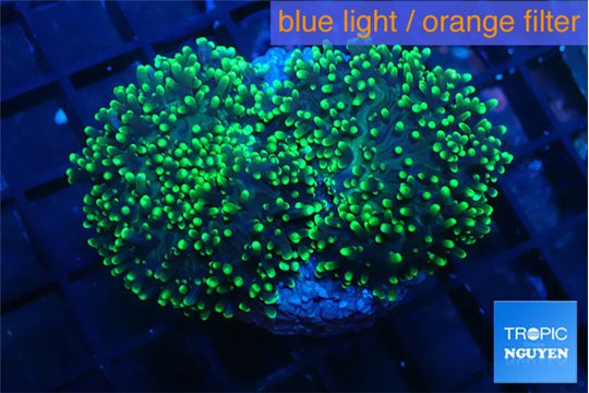 Ricordea neon green long hair 7-12 cm WYSIWYG acclimaté