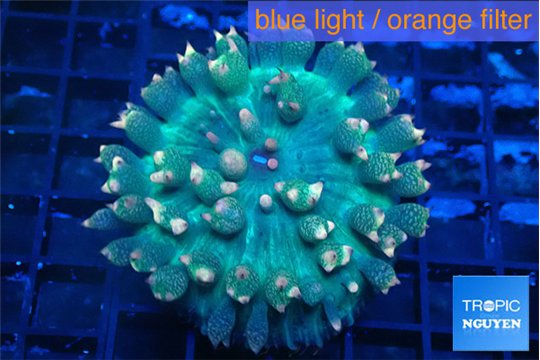 Rhodactis oscilufera green & orange tip 4-6 cm WYSIWYG acclimaté