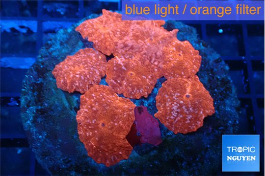 Discosoma red fire 7-12 cm WYSIWYG acclimaté