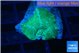 Discosoma green blue flame 1 polyp WYSIWYG acclimaté