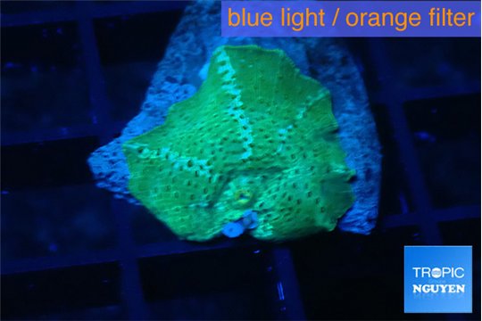 Discosoma green blue flame 1 polyp WYSIWYG acclimaté