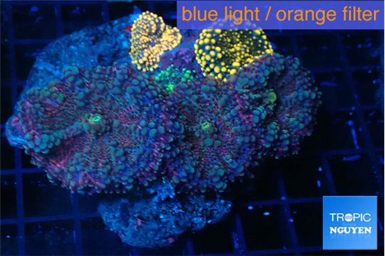 Ricordea yuma purple + Yuma red 7-11 cm WYSIWYG acclimaté