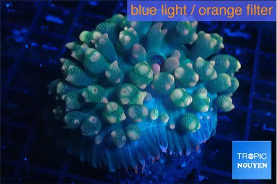 Rhodactis oscilufera green & orange tip 4-6 cm WYSIWYG acclimaté