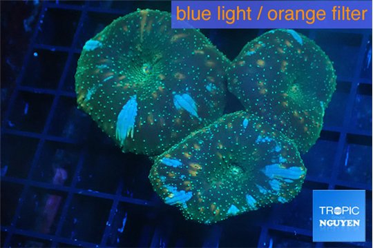 Discosoma golden fusion 3 polyps WYSIWYG acclimaté