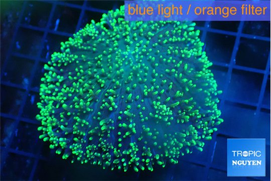 Ricordea neon green long hair 5-8 cm WYSIWYG acclimaté