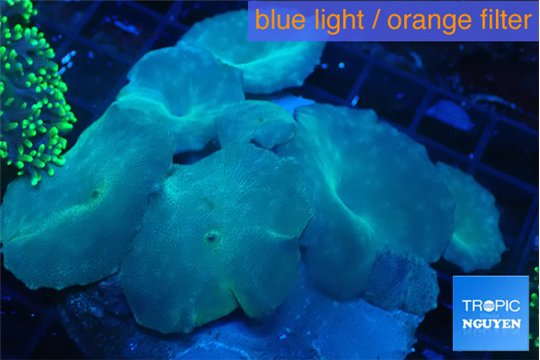 Discosoma deep blue avatar 7-12 cm WYSIWYG acclimaté