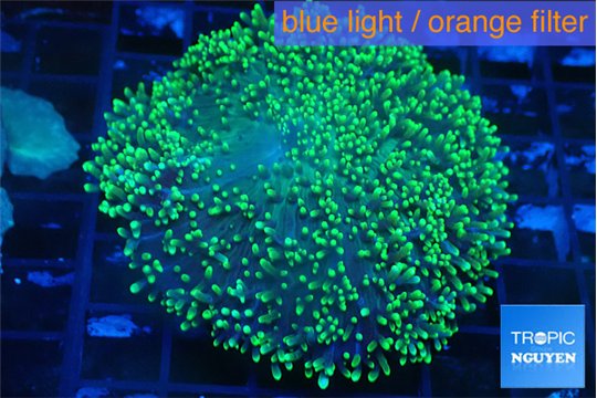 Ricordea neon green long hair 6-9 cm WYSIWYG acclimaté
