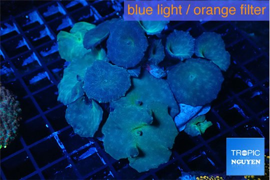 Discosoma deep blue avatar 8-12 cm WYSIWYG acclimaté