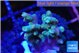 Acropora blue ice Fijii 1-3 cm WYSIWYG acclimaté