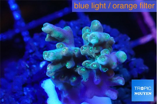 Acropora blue ice Fijii 1-3 cm WYSIWYG acclimaté