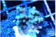 Acropora blue ice Fijii 1-3 cm WYSIWYG acclimaté