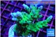 Acropora green & purple tip 4-6 cm WYSIWYG acclimaté
