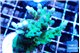 Acropora green & purple tip 4-6 cm WYSIWYG acclimaté