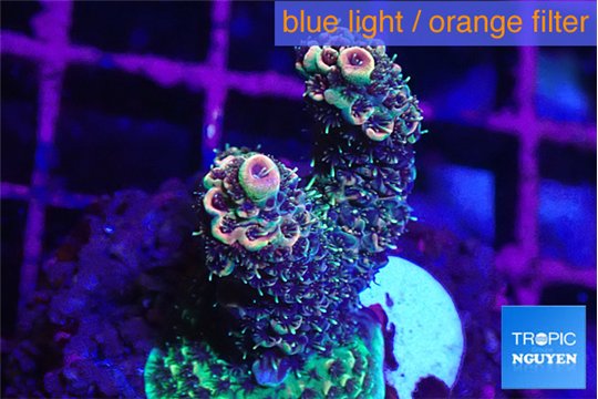 Acropora mango 3-4 cm WYSIWYG acclimaté