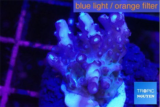 Acropora purple table & white polyps Fijii 2-3 cm WYSIWYG acclimaté