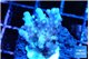 Acropora purple table & white polyps Fijii 2-3 cm WYSIWYG acclimaté