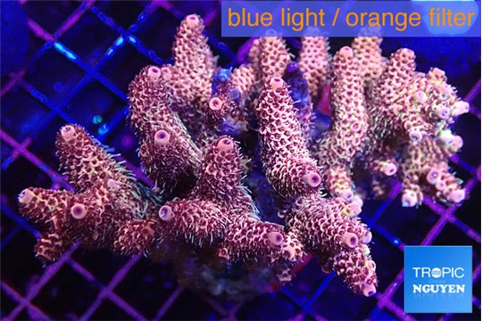 Acropora pink 8-12 cm WYSIWYG acclimaté