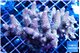Acropora pink 8-12 cm WYSIWYG acclimaté