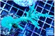 Acropora green & purple tip 6-8 cm WYSIWYG acclimaté