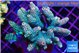 Acropora mango 7-11 cm WYSIWYG acclimaté