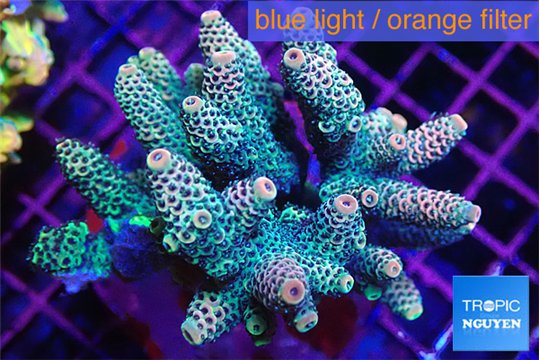 Acropora mango 7-11 cm WYSIWYG acclimaté