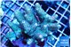 Acropora mango 7-11 cm WYSIWYG acclimaté
